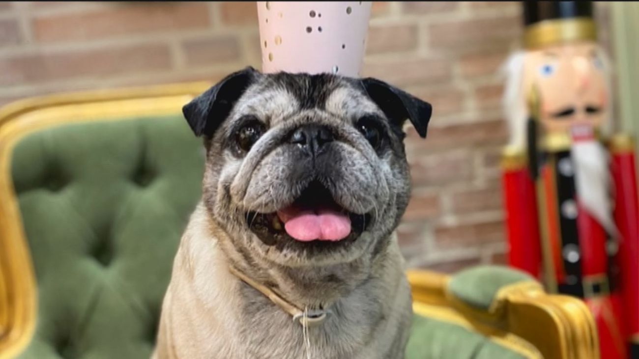 Nos colamos en una sesión de peluquería para los perros más presumidos de Madrid