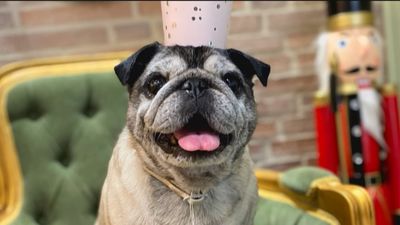 Nos colamos en una sesión de peluquería para los perros más presumidos de Madrid