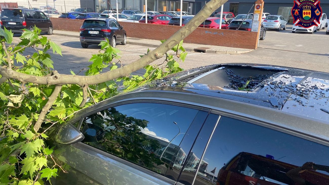 Imagen de la rama de árbol que hirió a una persona en Alcorcón