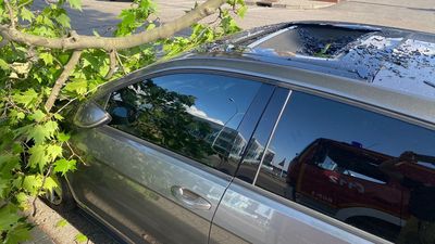 Herido en Alcorcón tras caerle encima la rama de un árbol