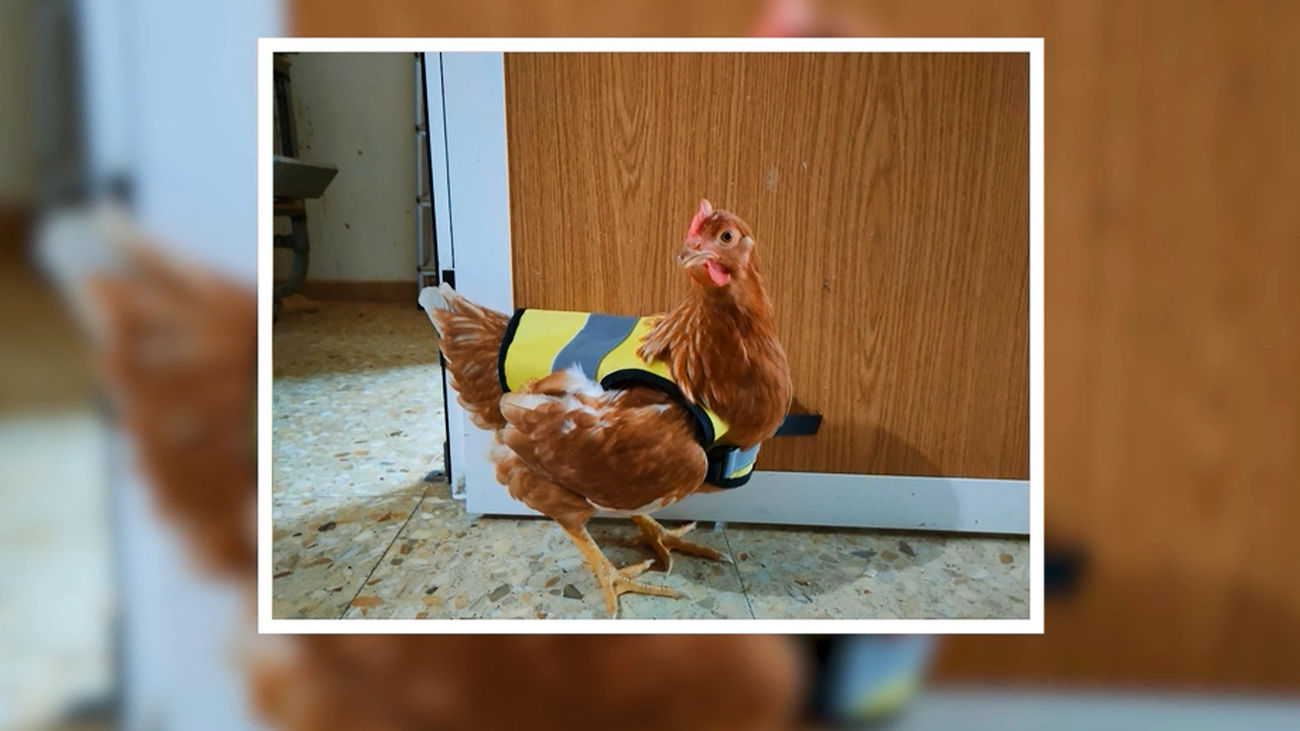 Chalecos reflectantes para controlar a las gallinas