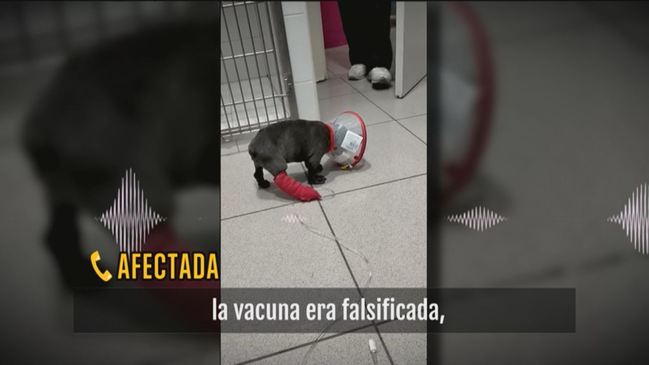 La presunta estafa con perros enfermos: "Los venden como si estuvieran sanos y no es así"