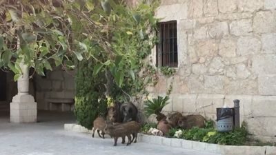 Los vecinos de Valdemorillo denuncian la contrata de arqueros para reducir la población de jabalíes