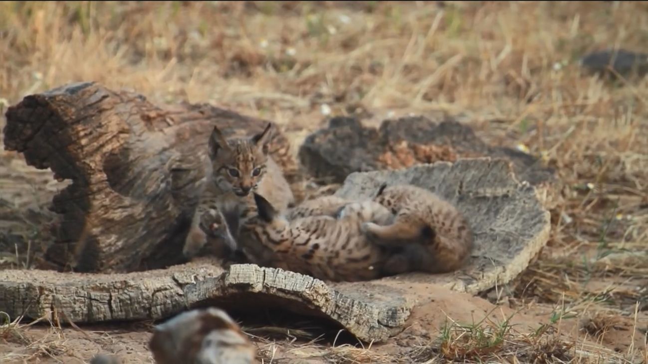 La salvación del lince ibérico
