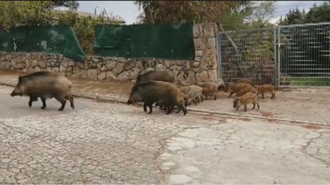 Los numerosos jabalíes que invaden Valdemorillo ya atacan a perros y a personas