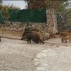 Los numerosos jabalíes que invaden Valdemorillo ya atacan a perros y a personas
