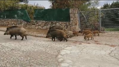 Los numerosos jabalíes que invaden Valdemorillo ya atacan a perros y a personas