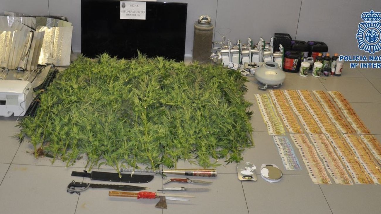 Incautación de plantas de marihuana y útiles para su cultivo