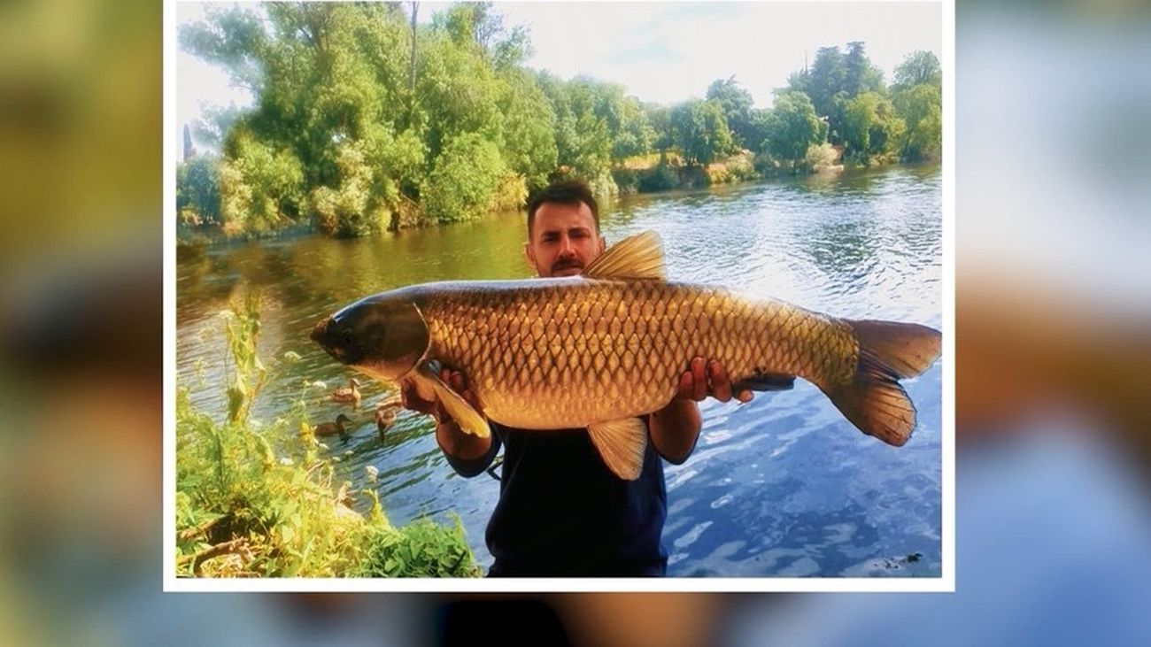Un joven pesca una enorme carpa asiática de 16 kilos en Madrid