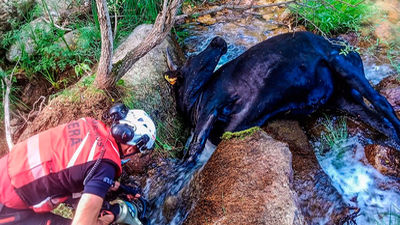 El GERA rescata una vaca atrapada entre dos rocas en un arroyo de Soto del Real