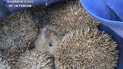 La Guardia Civil incauta 27 erizos comunes que habían sido capturados en su medio natural