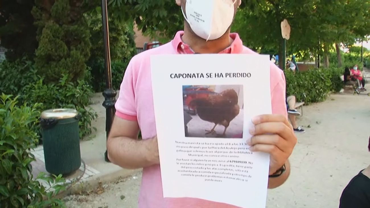 Buscan a Caponata, una gallina desaparecida en Humanes