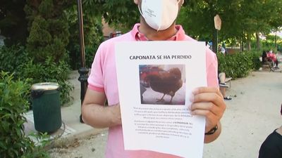 Buscan a Caponata, una gallina desaparecida en Humanes