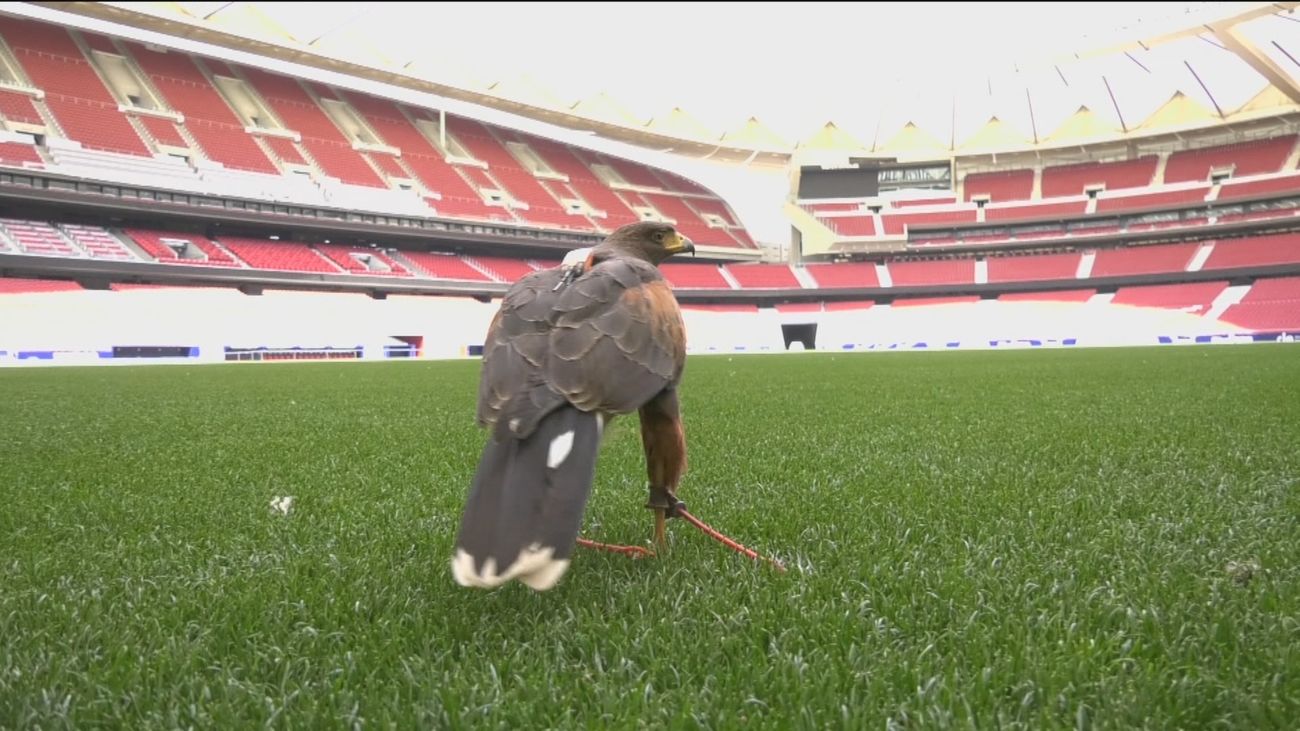Los halcones rojiblancos que vigilan el Wanda
