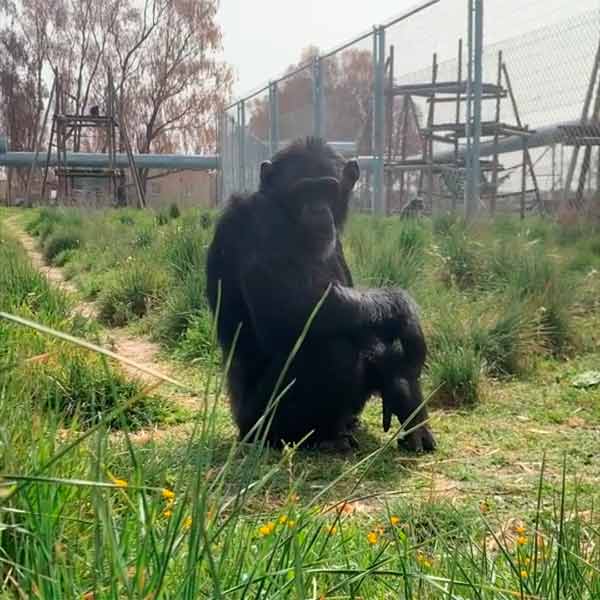 Cuando Tarzán llegó a Rainfer sufría una grave depresión que le mantuvo sin apetito y estuvo en estado muy crítico