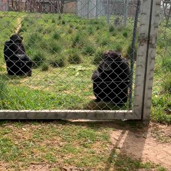 Rainfer es un centro que rehabilita física y psicológicamente a los primates que rescatan