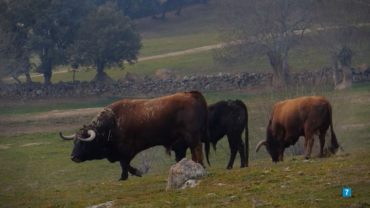 Ganaderías madrileñas / Telemadrid