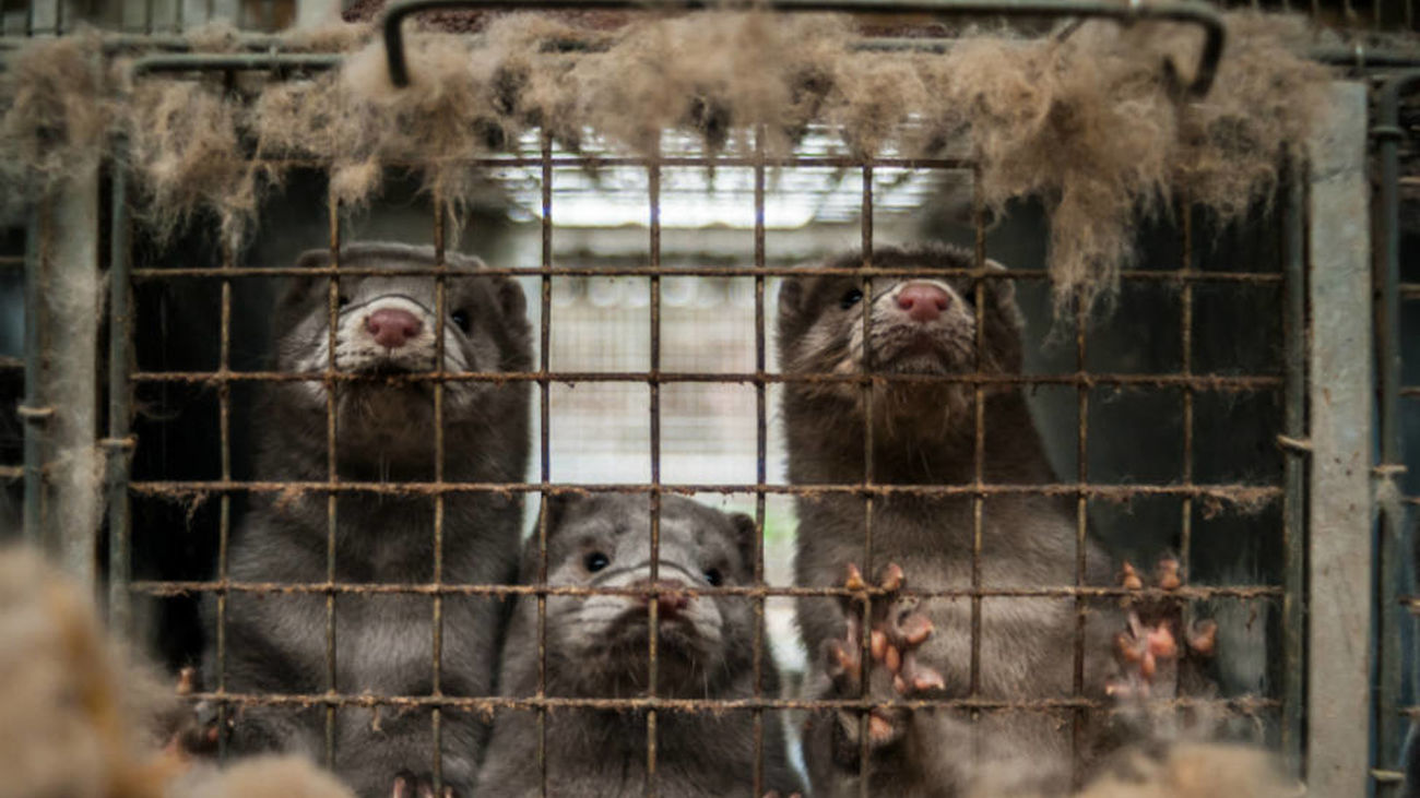 Tercer brote de covid en una granja de visones americanos de Galicia