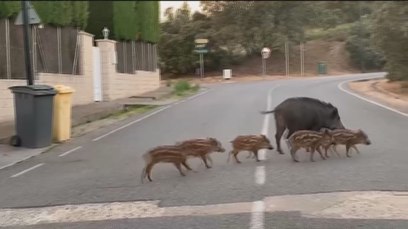 Invasión de jabalíes en la urbanización Ciudalcampo de San Sebastián de los Reyes