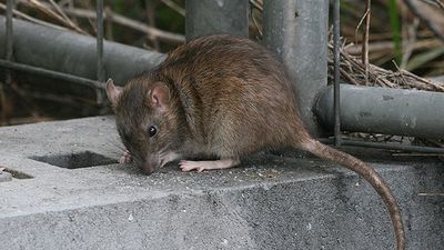 Invasión de ratas gigantes en un parque de Tetuán