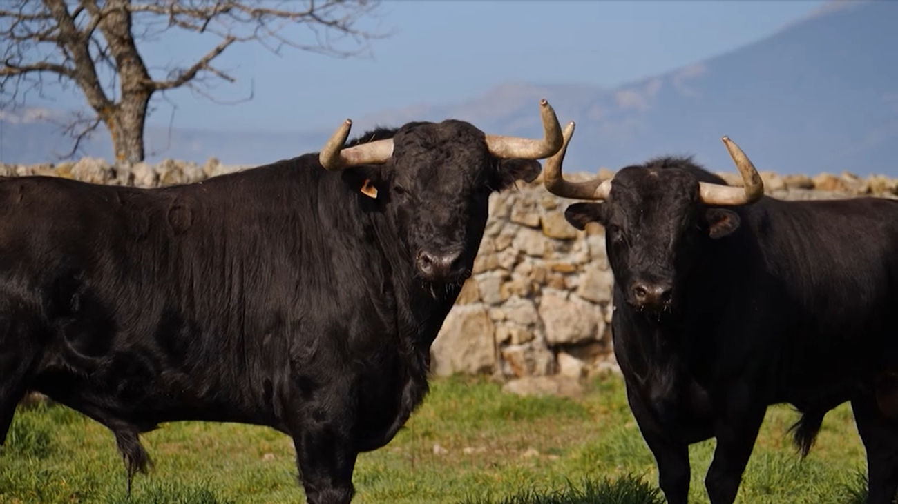 Lo Bravo: Ganaderías madrileñas