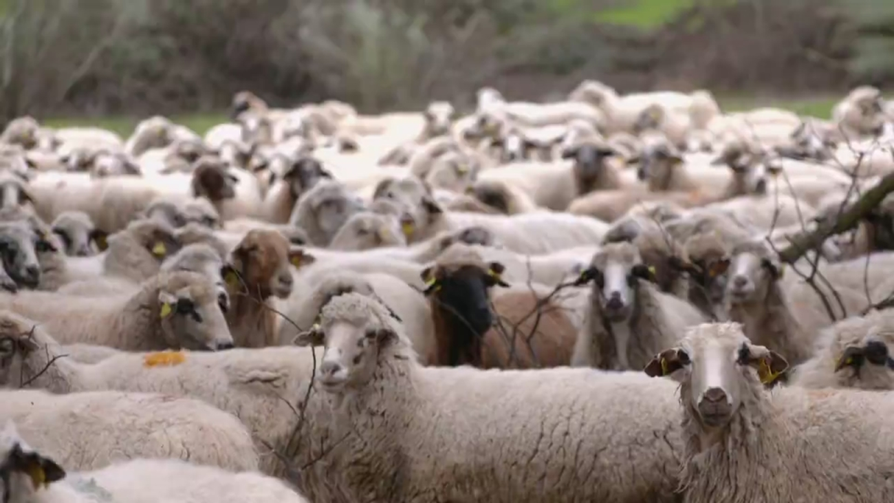 Las ovejas colmenareñas, una especie en peligro de extinción