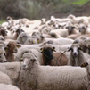 Las ovejas colmenareñas, una especie en peligro de extinción
