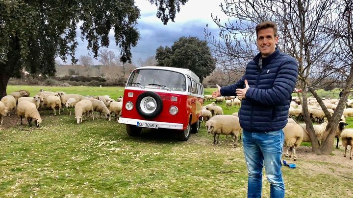 Las ovejas colmenareñas / Miguel Sánchez Canales