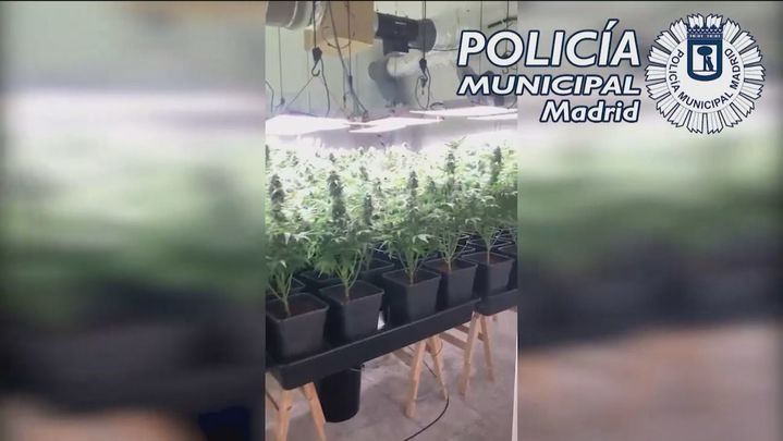La Policía Municipal interviene un cultivo de marihuana en un sótano comercial de Chamberí / Telemadrid
