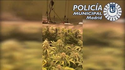 La Policía Municipal interviene un cultivo de marihuana en un sótano comercial de Chamberí