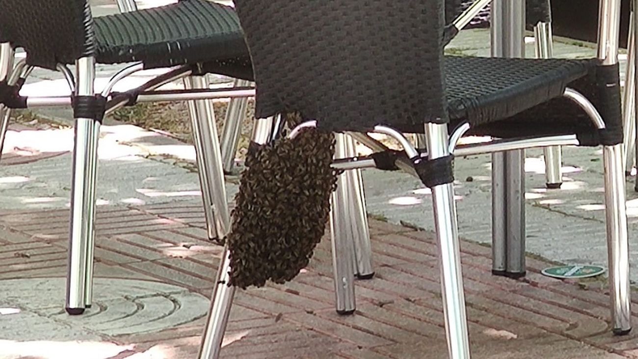 Bomberos de Alcorcón retiran un enjambre de abejas en una terraza