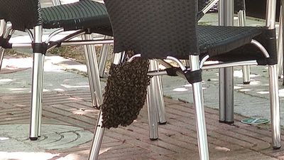 Bomberos de Alcorcón retiran un enjambre de abejas en una terraza