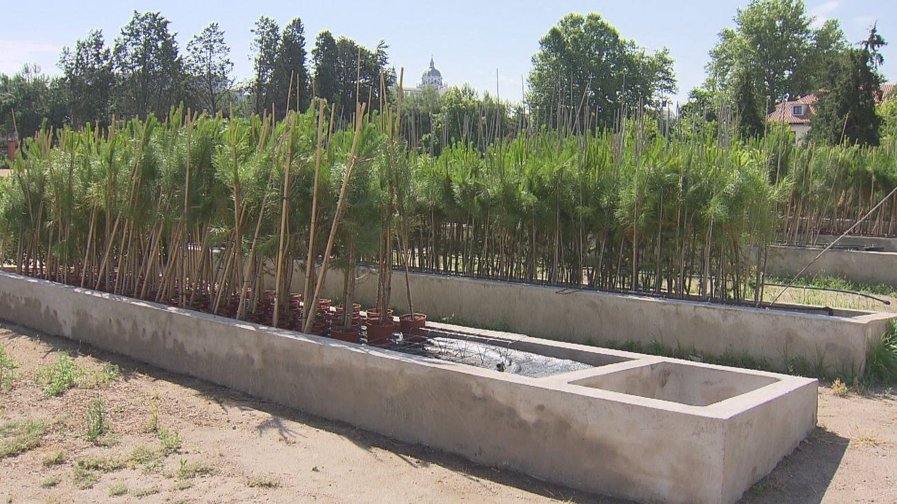 Replanta ya suma 5.000 pinos que se plantarán en la Casa de Campo