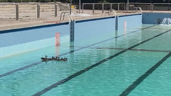 La historia de una familia de patos que vive en la piscina de Moscardó