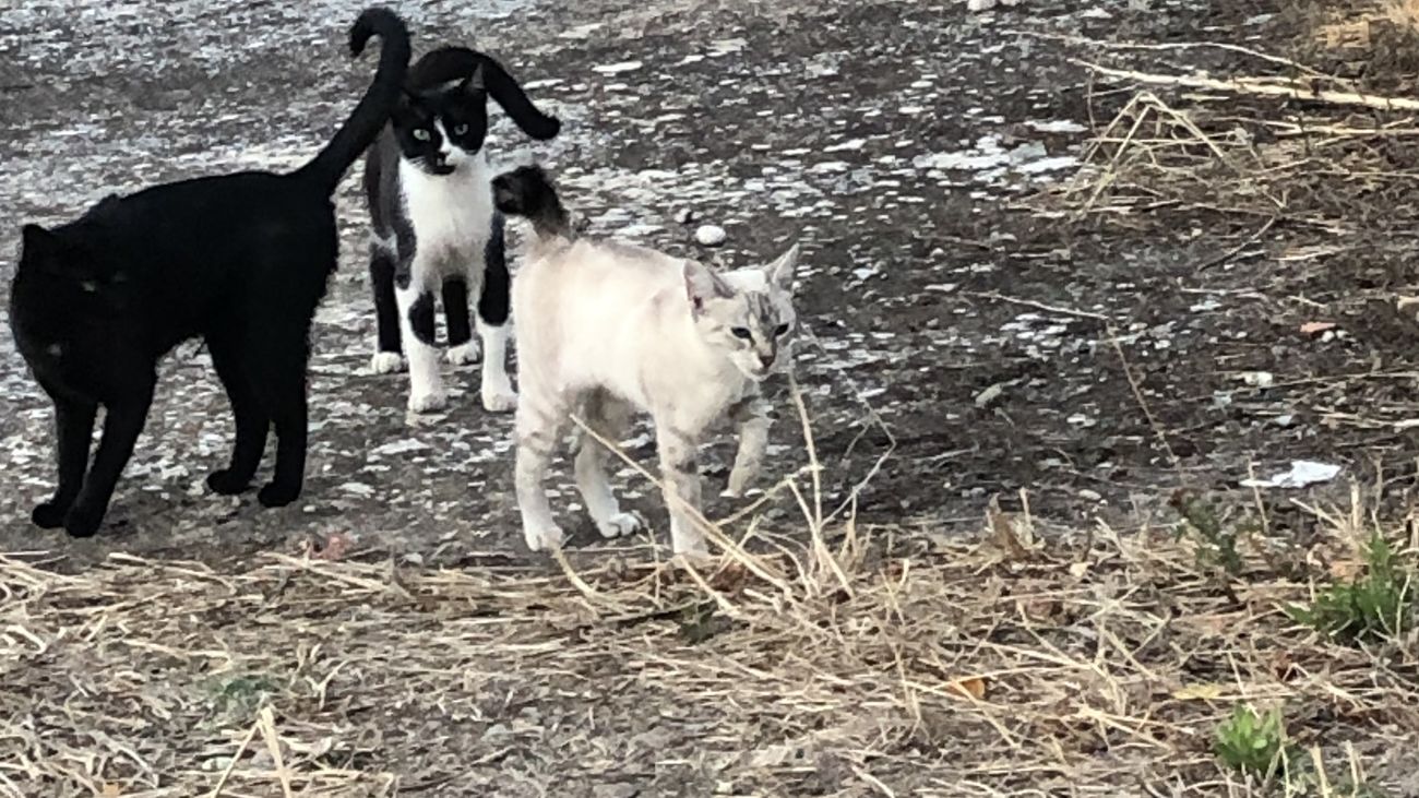Cuidadores de gatos callejeros, con carnet municipal, en Casarrubuelos