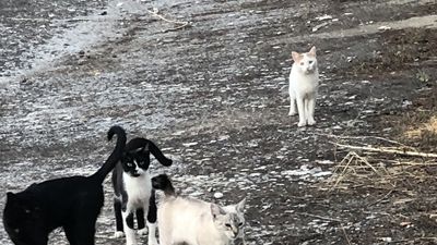 Cuidadores de gatos callejeros, con carnet municipal, en Casarrubuelos