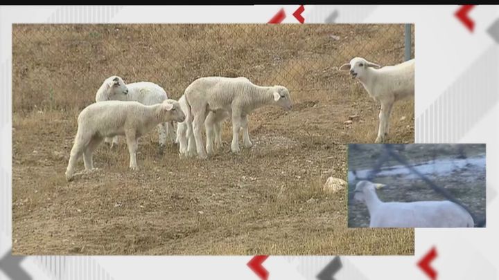Denuncian la presencia de cinco corderos sueltos junto a la M-50 en Boadilla