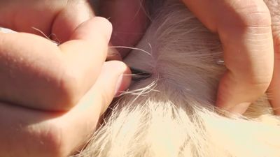 Invasión de garrapatas en Leganés