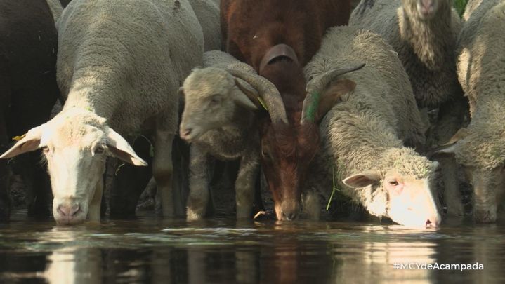 Ovejas y cabras durante la trashumancia / Mi cámara y yo
