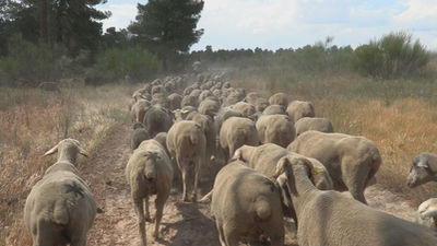 La trashumancia en pleno siglo XXI, una actividad de contrastes