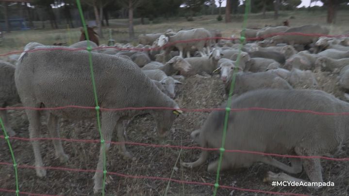 El 'Pastor', la alambrada eléctrica que impide escapar a las reses / Mi cámara y yo