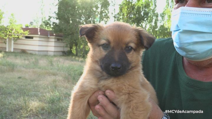 Cría de mastín que les acompaña durante la trashumancia / Mi cámara y yo