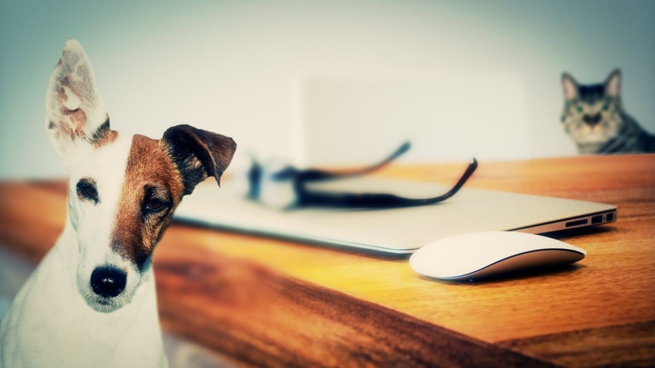 A los perros les gusta el teletrabajo