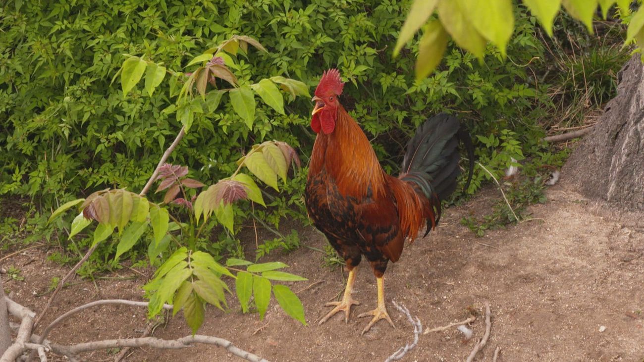 La comunidad: Gallinero vecinal