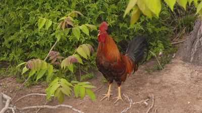 La comunidad: Gallinero vecinal