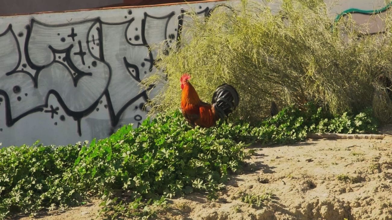 ¿Qué problemas de salud pueden causar las gallinas en la ciudad?