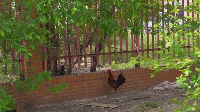 ¿Cómo es tener de vecinas a unas gallinas en Madrid?