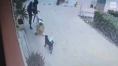 Una veterinaria salva a una niña de un brutal ataque de un perro de presa en Murcia