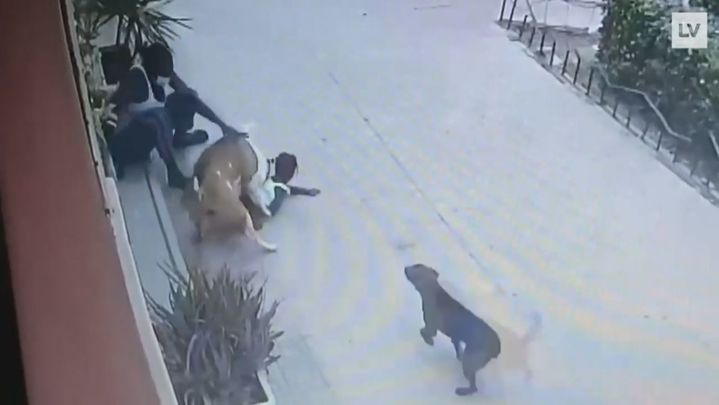 Ataque de un perro a una niña / Telemadrid