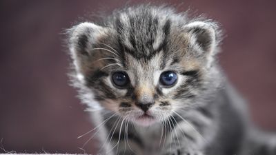 Un hospital exclusivo para gatos en Madrid